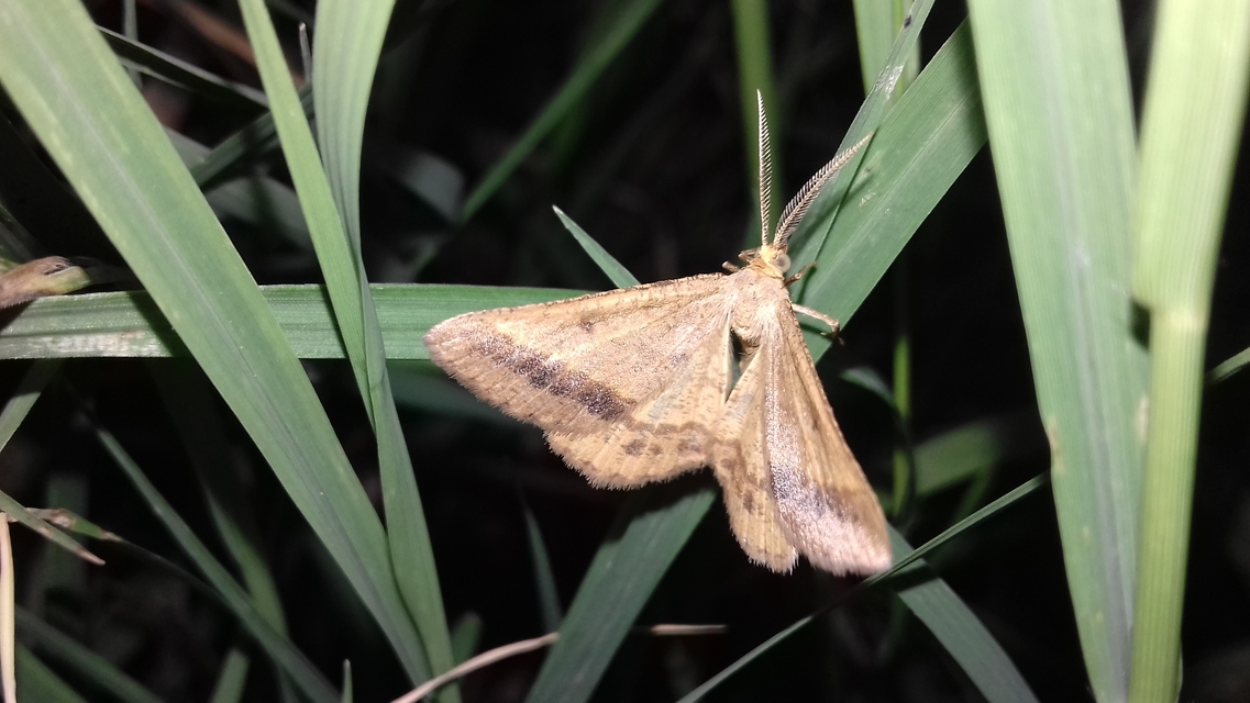 Tephrina arenacearia - lucerna-araszoló