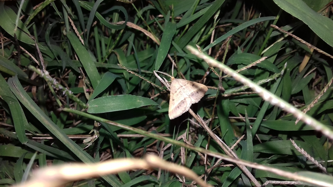 Tephrina arenacearia - lucerna-araszoló