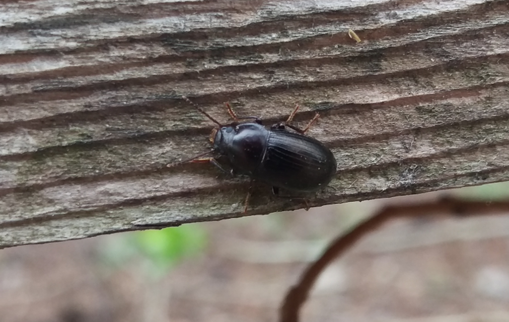 Nalassus dermestoides - rövidszárnyú gyászbogár