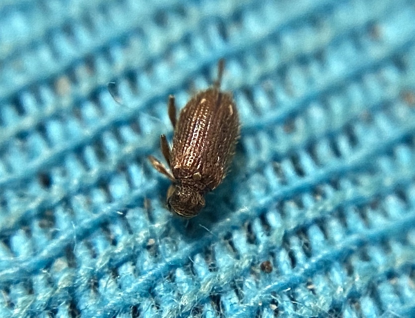 Ptinus subpilosus