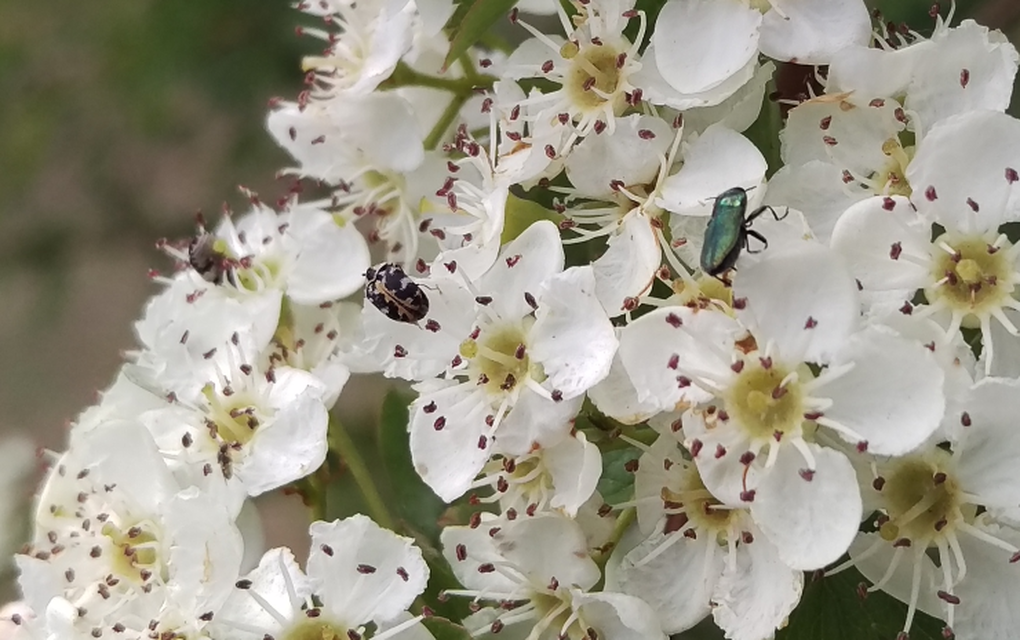 Anthrenus scrophulariae - nagy múzeumbogár