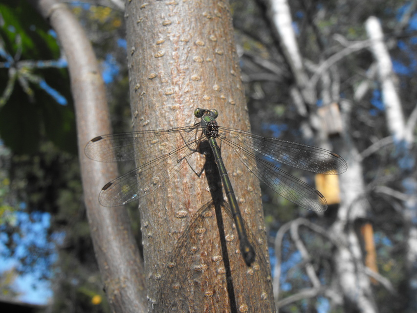 Chalcolestes viridis/parvidens