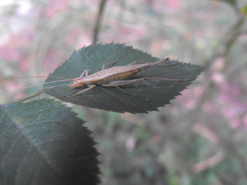 Oecanthus pellucens - pirregőtücsök