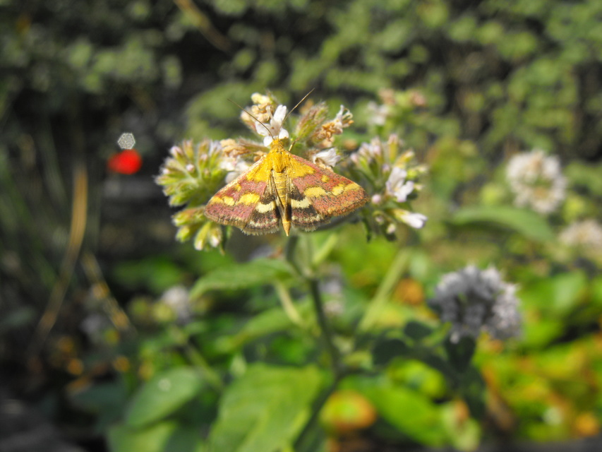 Pyrausta ostrinalis - ritka bíbormoly