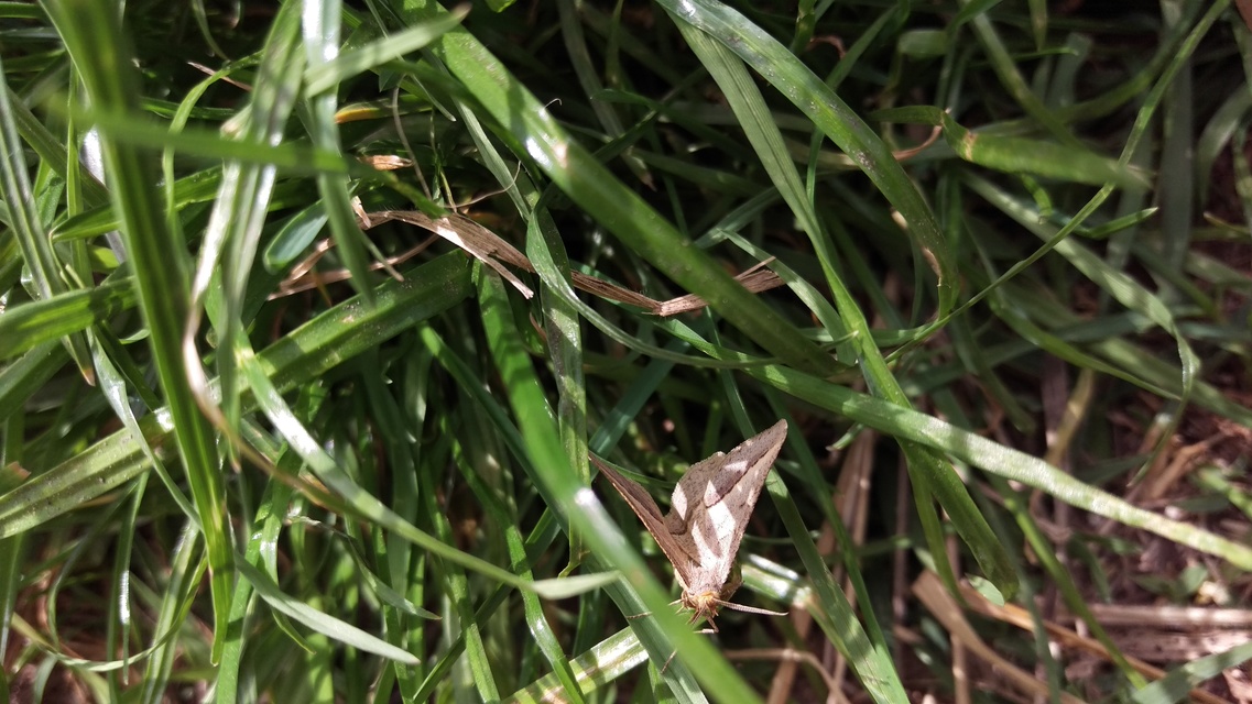Tephrina arenacearia - lucerna-araszoló