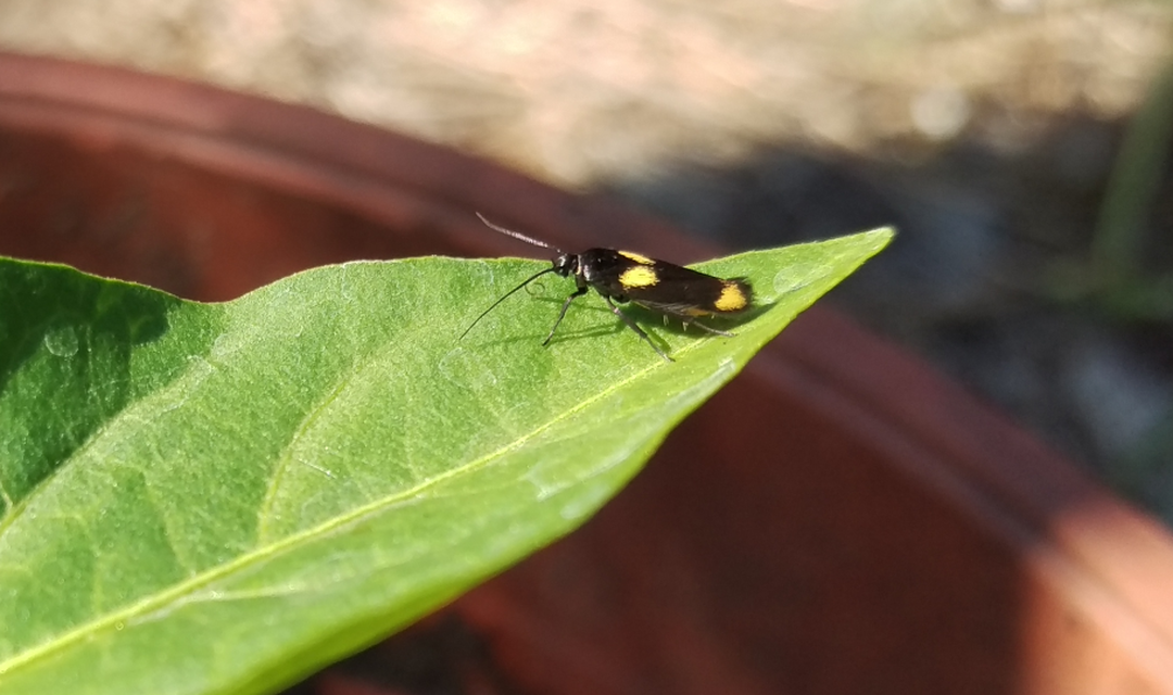 Scythris sinensis - aranyfarú zöldmoly