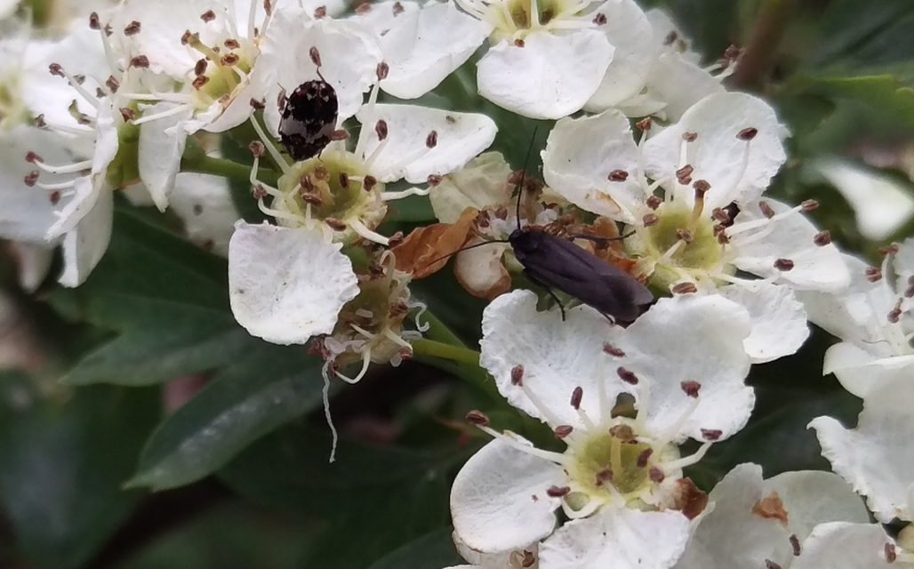Scythris