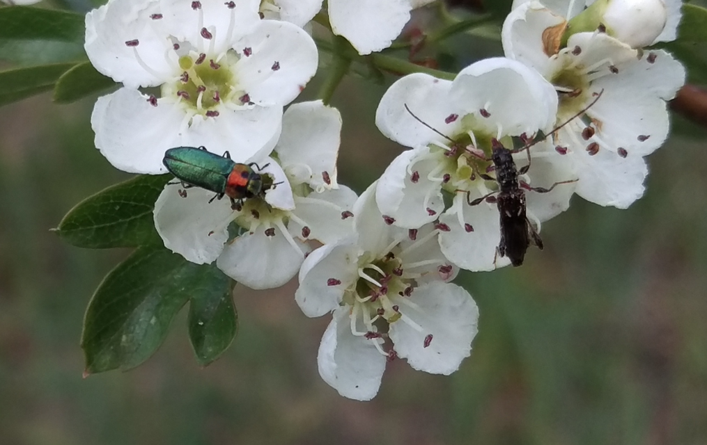 Molorchus minor - kis légycincér