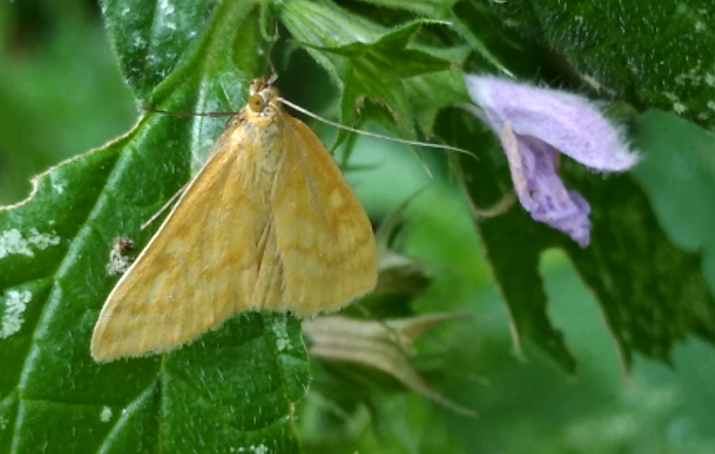 Sitochroa verticalis - világossárga dudvamoly