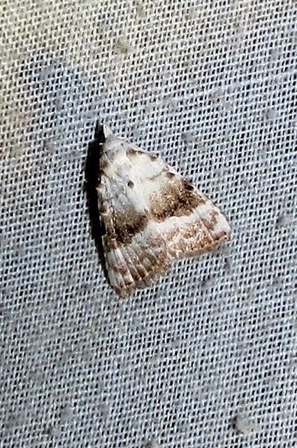 Meganola albula - fehér pamacsosszövő