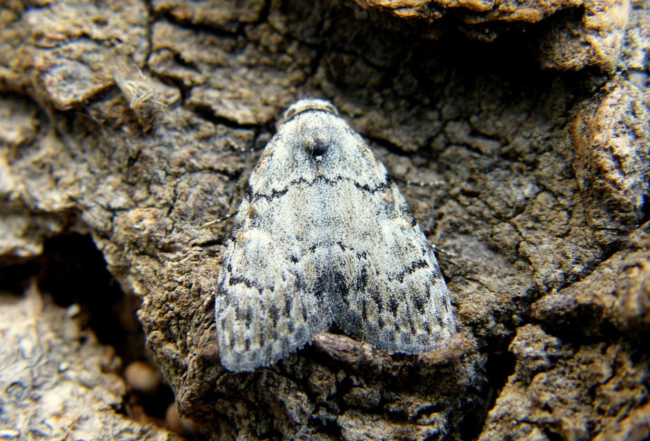 Meganola strigula - hamvas pamacsosszövő