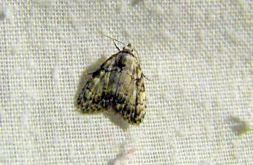 Meganola strigula - hamvas pamacsosszövő