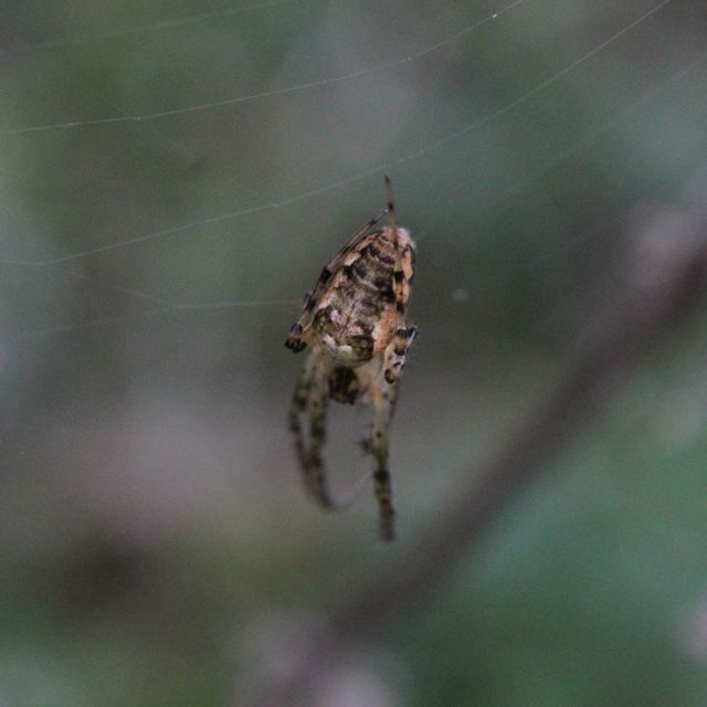 Metellina segmentata/mengei