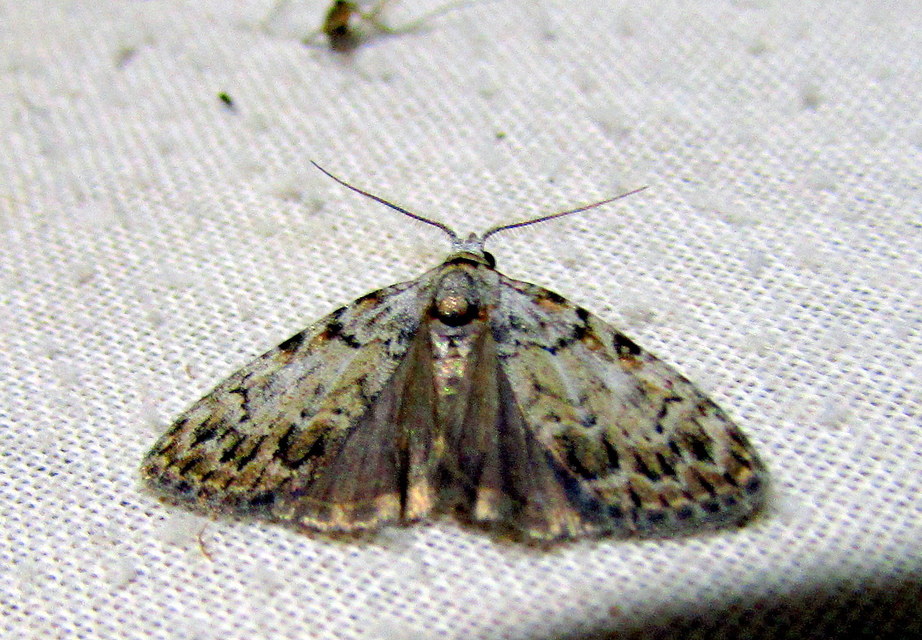 Meganola strigula - hamvas pamacsosszövő