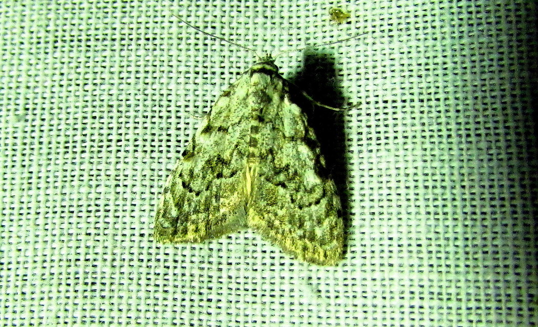 Nola confusalis - apró pamacsosszövő