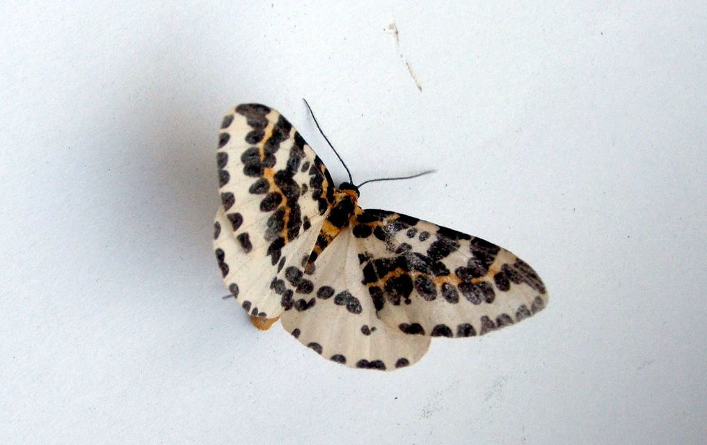 Abraxas grossulariata - köszméte-araszoló