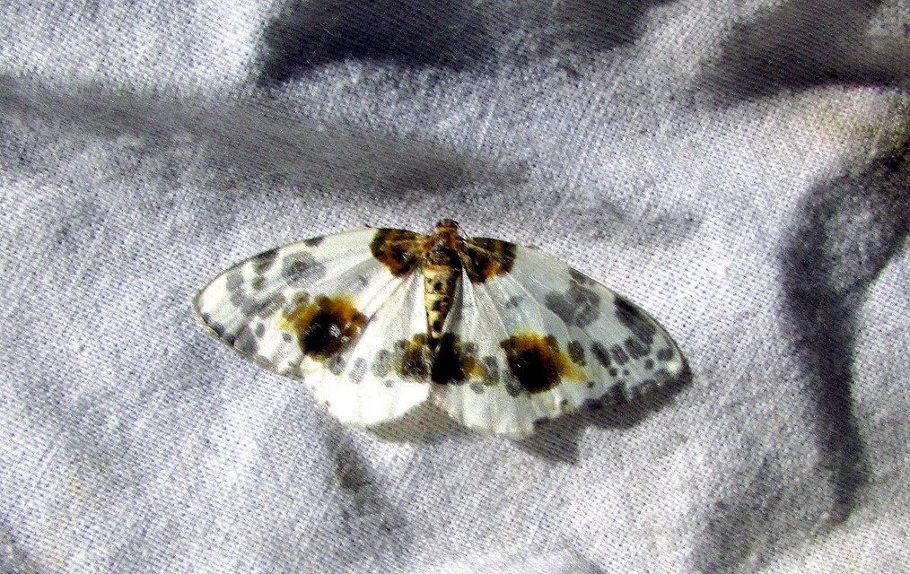 Abraxas sylvata - sárgafoltos araszoló