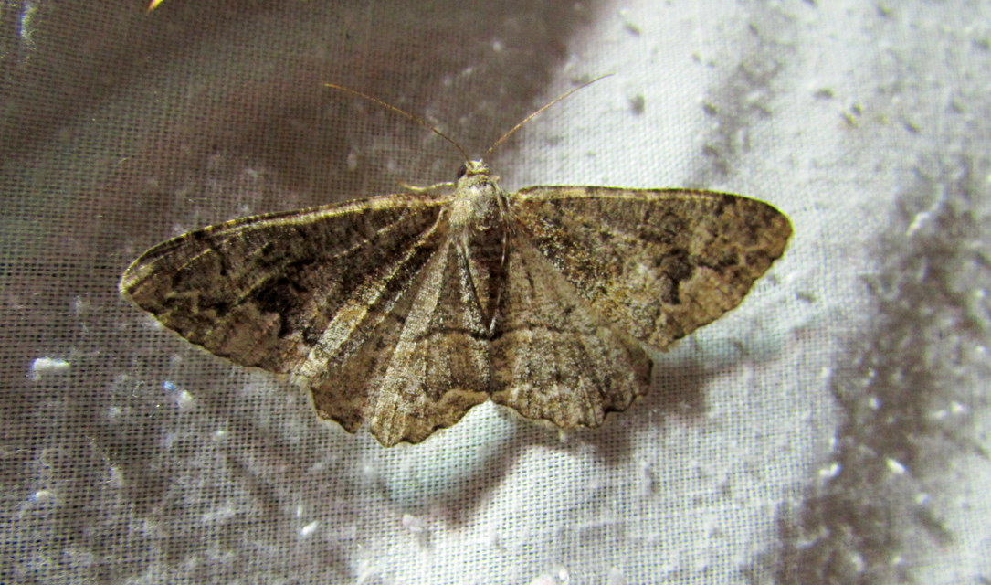 Alcis repandata - foltos faaraszoló Alcis repandata - foltos faaraszoló