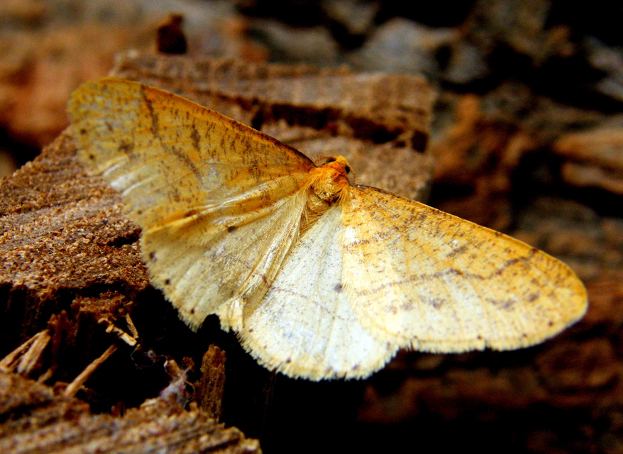Agriopis aurantiaria - aranysárga téliaraszoló