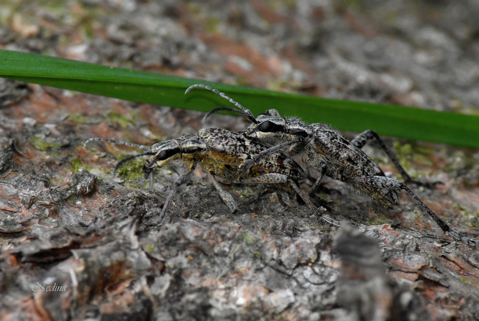 Rhagium inquisitor - fenyves-tövisescincér