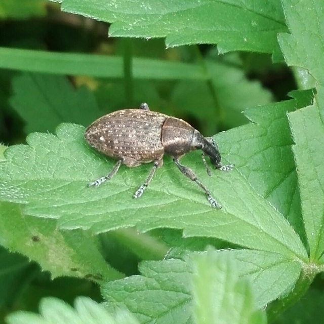 Lepyrus