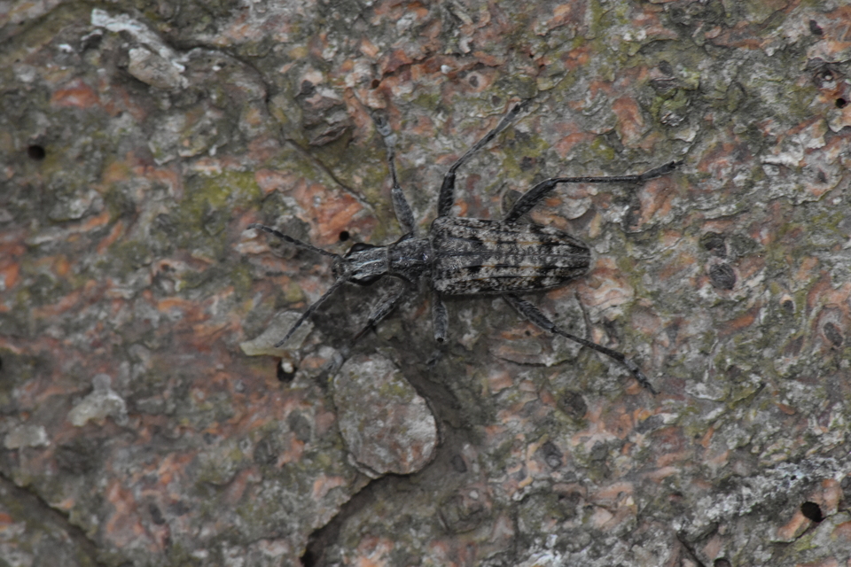 Rhagium inquisitor - fenyves-tövisescincér