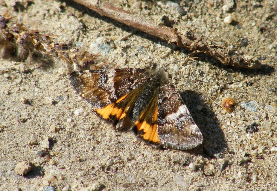 Archiearis parthenias - nagy nappaliaraszoló