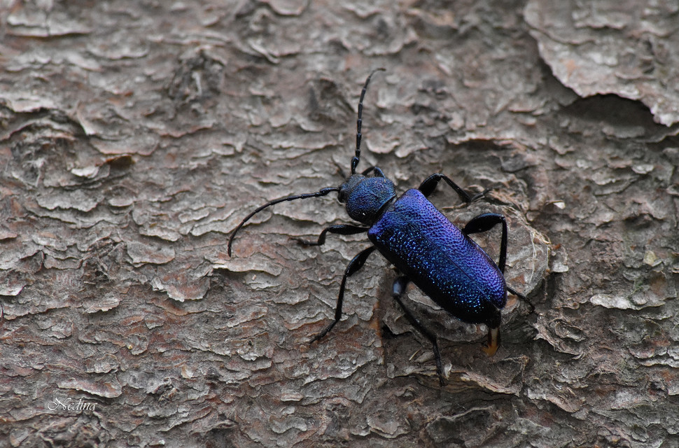 Callidium violaceum - kék korongcincér