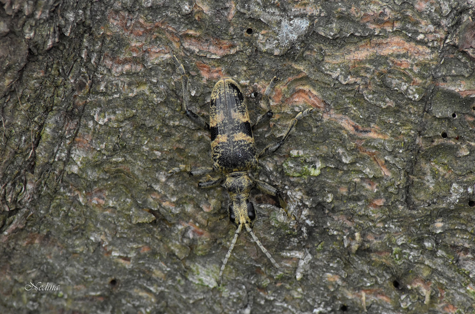 Rhagium mordax - cser-tövisescincér