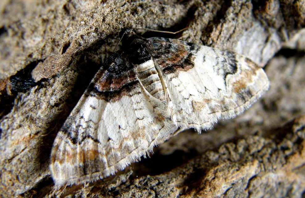 Catarhoe cuculata - csuklyás tarkaaraszoló