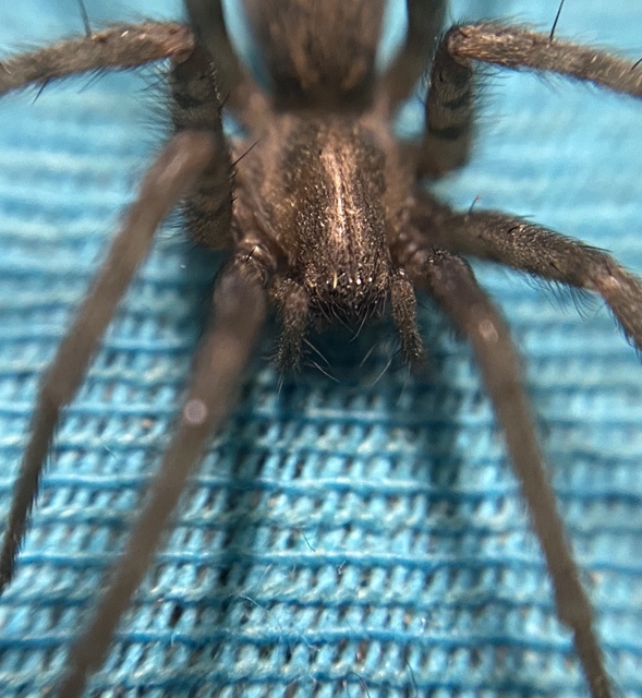 Tegenaria domestica - házi zugpók