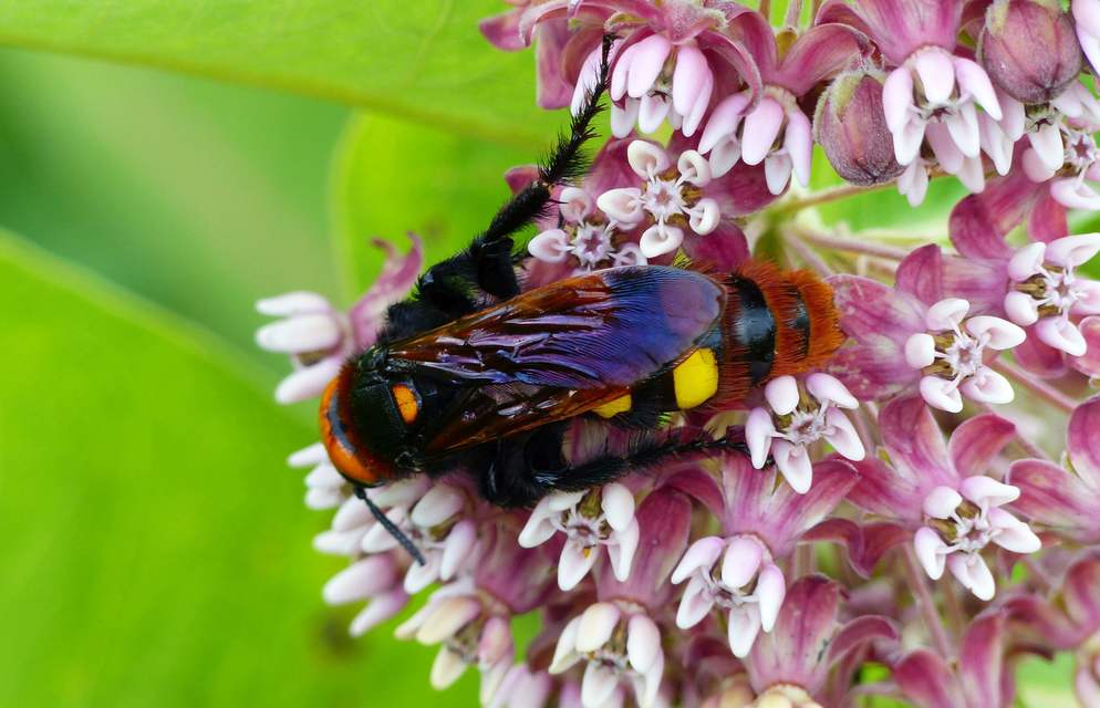 Megascolia maculata - óriás-tőrösdarázs