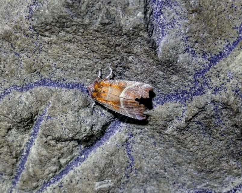 Scoliopteryx libatrix - vörös csipkésbagoly