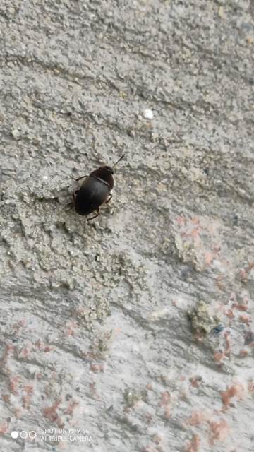 Leiodidae - pecebogárfélék Leiodidae - pecebogárfélék