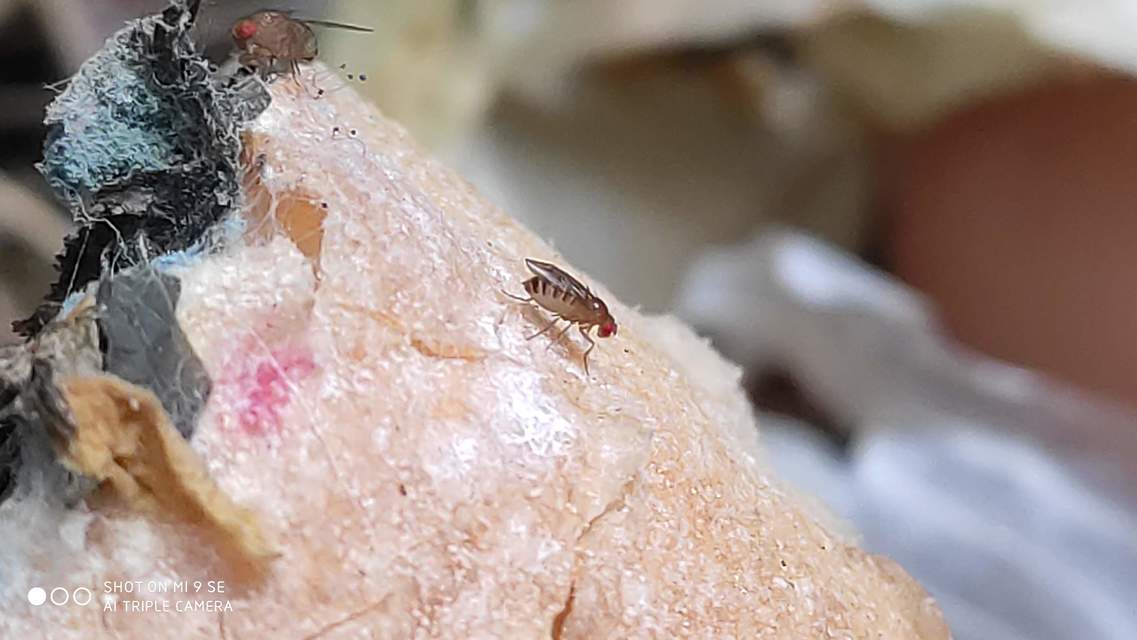 Drosophila