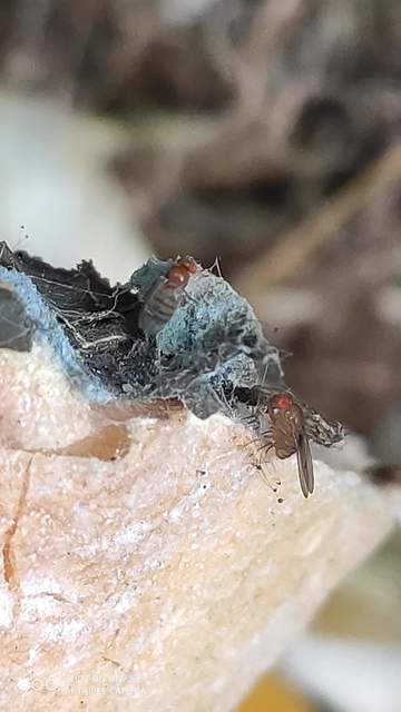Drosophila