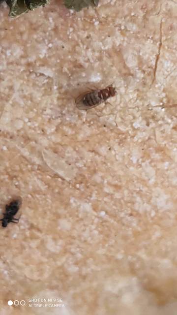 Drosophila