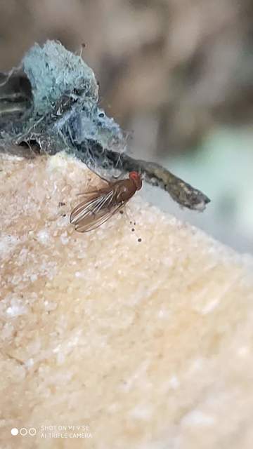 Drosophila