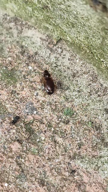 Trechus quadristriatus - közönséges fürgefutonc