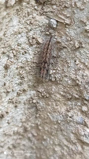 Emmelina monodactyla/argoteles