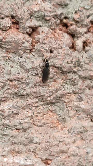 Scatopsidae - lapospotrohú muslicák