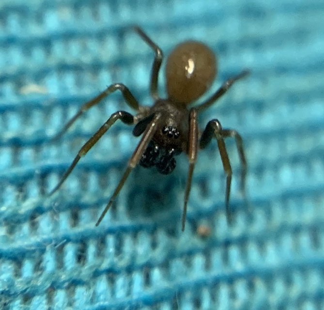 Microneta viaria