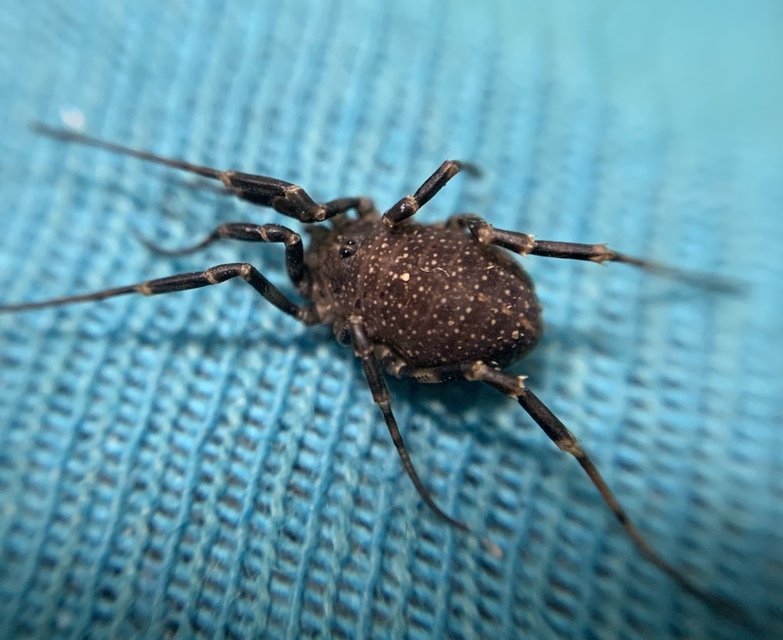 Egaenus convexus