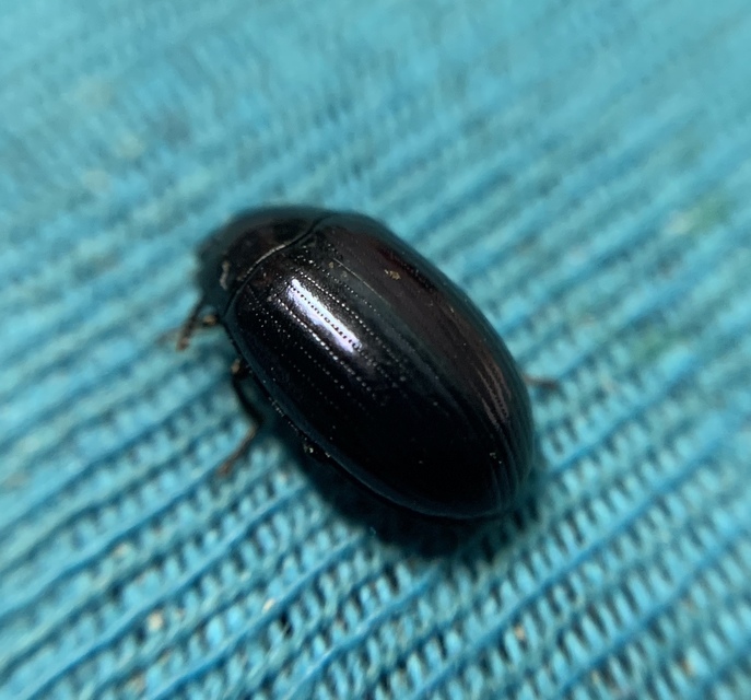 Platydema violaceum - fémkék taplóbogár