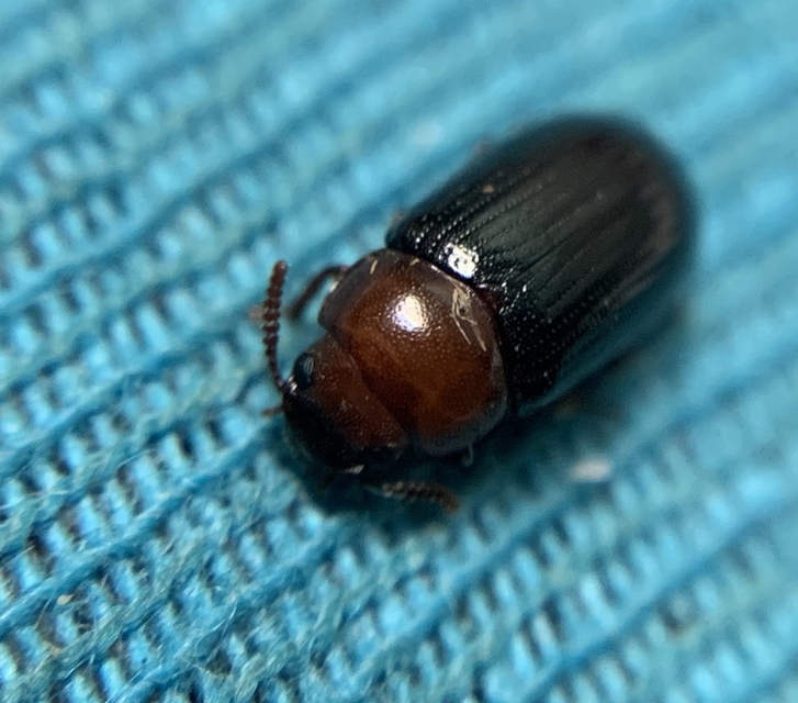 Neomida haemorrhoidalis