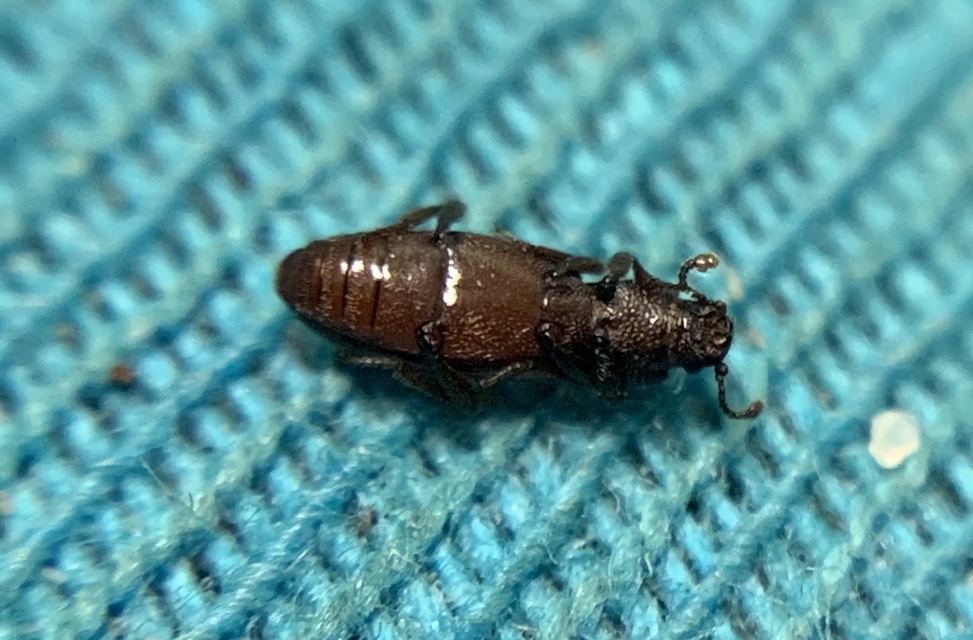 Bothrideres bipunctatus - szívnyakú humuszbogár