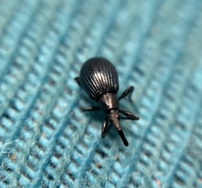 Eutrichapion punctiger - bükkönyrontó cickányormányos Eutrichapion punctiger - bükkönyrontó cickányormányos