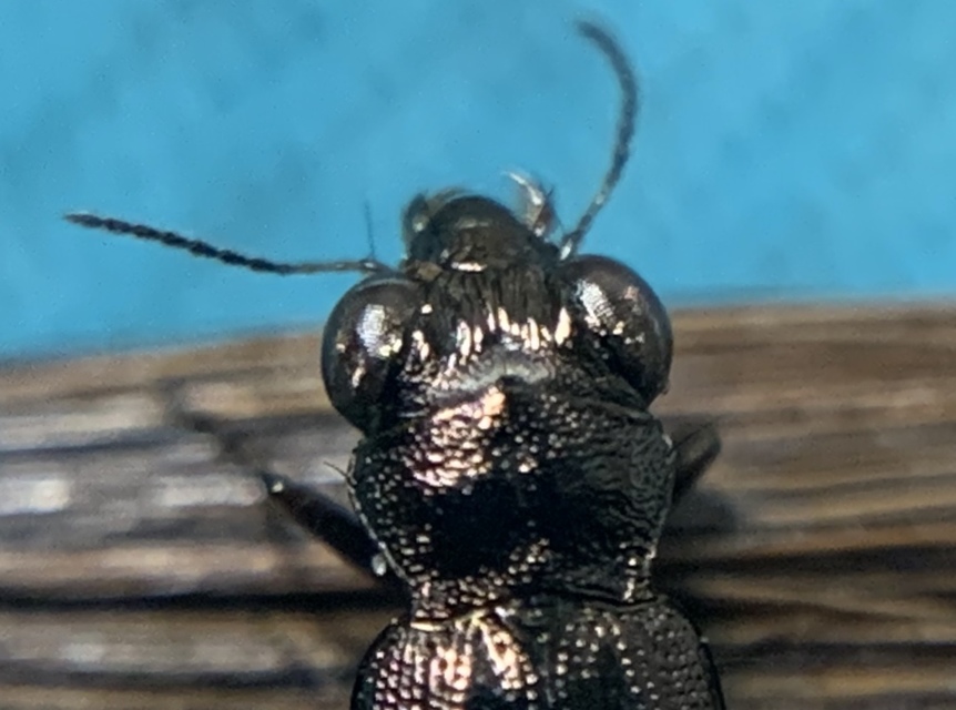 Notiophilus rufipes - vöröslábú szemesfutó