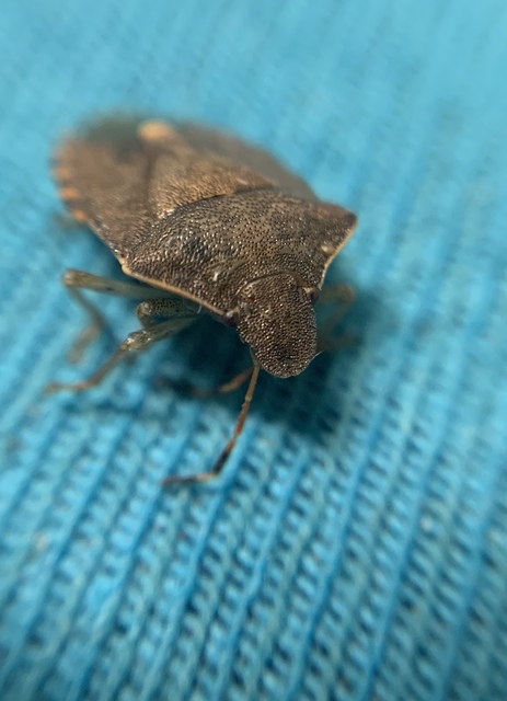 Peribalus strictus - tavaszi címerespoloska Peribalus strictus - tavaszi címerespoloska