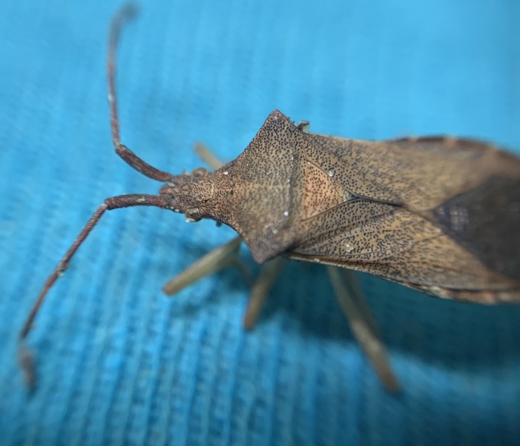 Gonocerus acuteangulatus - aranypetés karimáspoloska